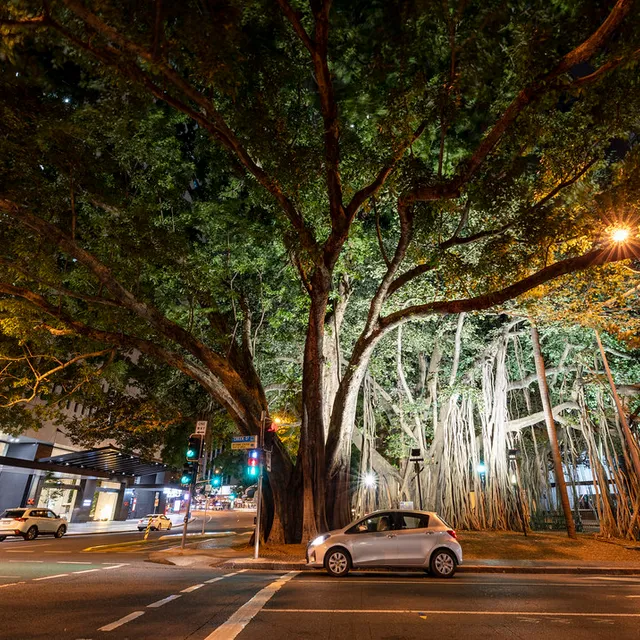 Arboricidas: el modelo urbanístico que nos asfixia