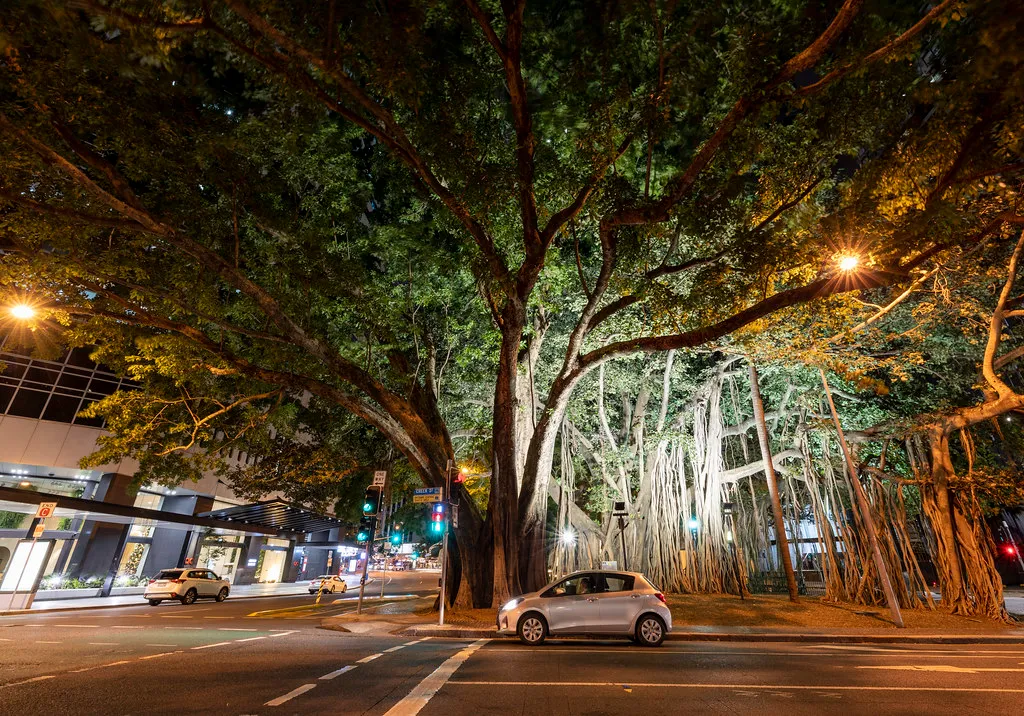 Arboricidas: el modelo urbanístico que nos asfixia