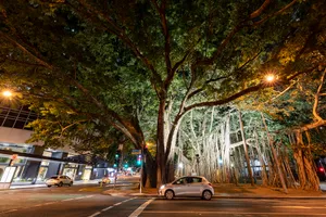 Arboricidas: el modelo urbanístico que nos asfixia