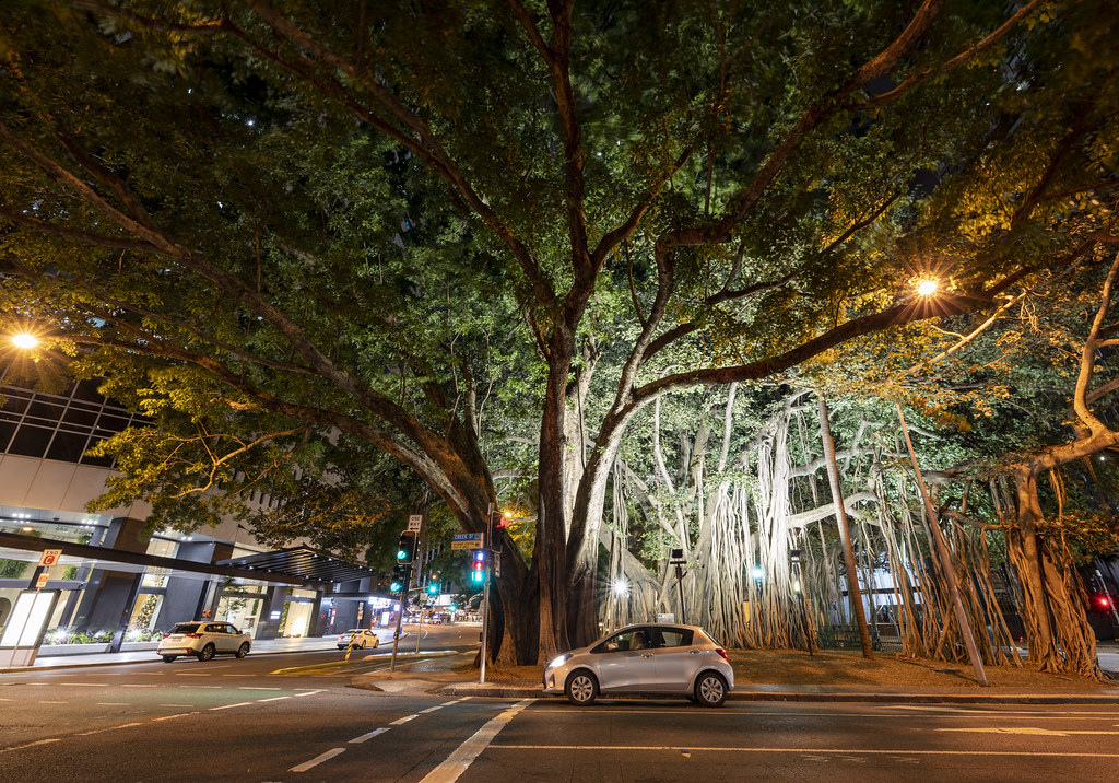 Arboricidas: el modelo urbanístico que nos asfixia